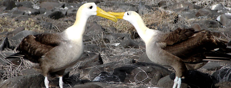 Albatross aves de las Islas Galápagos, en Ecuador