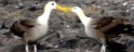 Albatross aves de las Islas Galápagos, en Ecuador