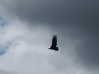 Wild Condor flying, 9 feet from me: marvellous moment!